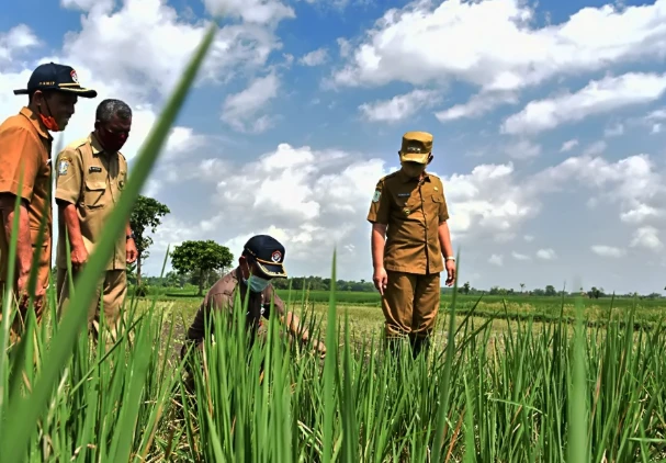Penyuluh Pertanian Kukar Didorong Kuasai Teknologi dan Pendampingan Aktif